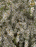 BUZZING LIMITED EDITION SIGNED PHOTOGRAPHIC PRINT