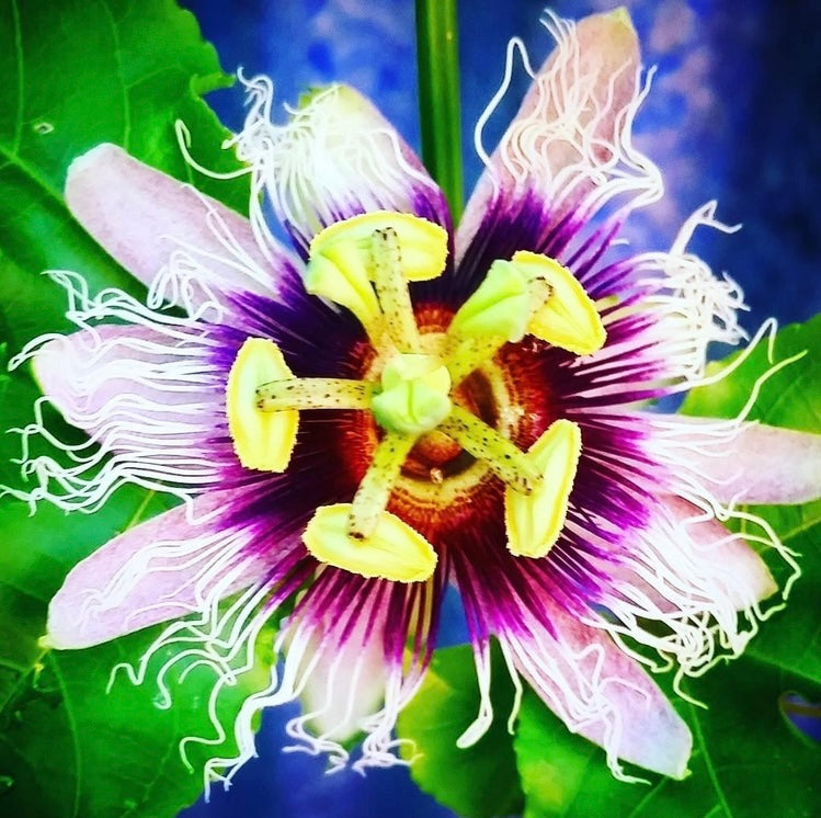 PASSION FLOWER LIMITED EDITION SIGNED PHOTOGRAPHIC PRINT