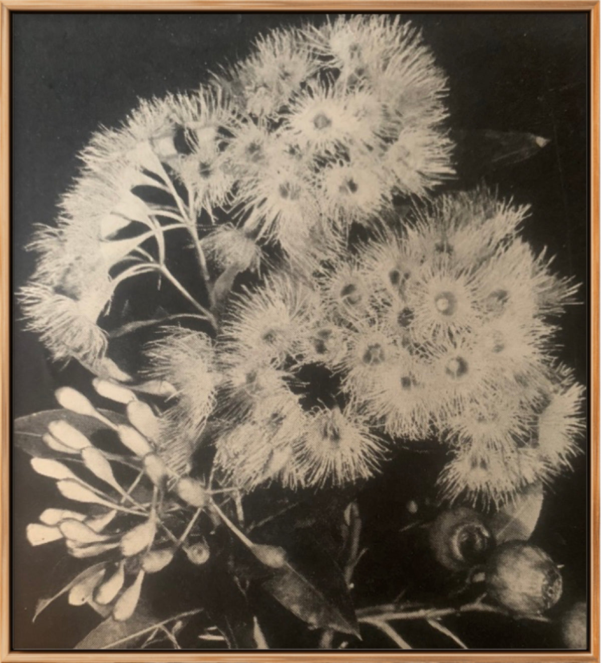 'FORGOTTEN BLOSSOMS’ MELANI DU JARDIN LIMITED EDITION SIGNED & FRAMED CANVAS PHOTOGRAPHIC PRINT 106 X106 CM