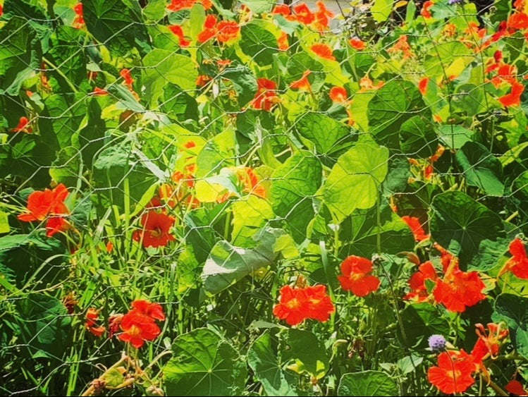 THE NASTURTIUMS OF SHIRLEY MILLER LIMITED EDITION SIGNED PHOTOGRAPHIC PRINT