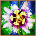 PASSION FLOWER LIMITED EDITION SIGNED PHOTOGRAPHIC PRINT