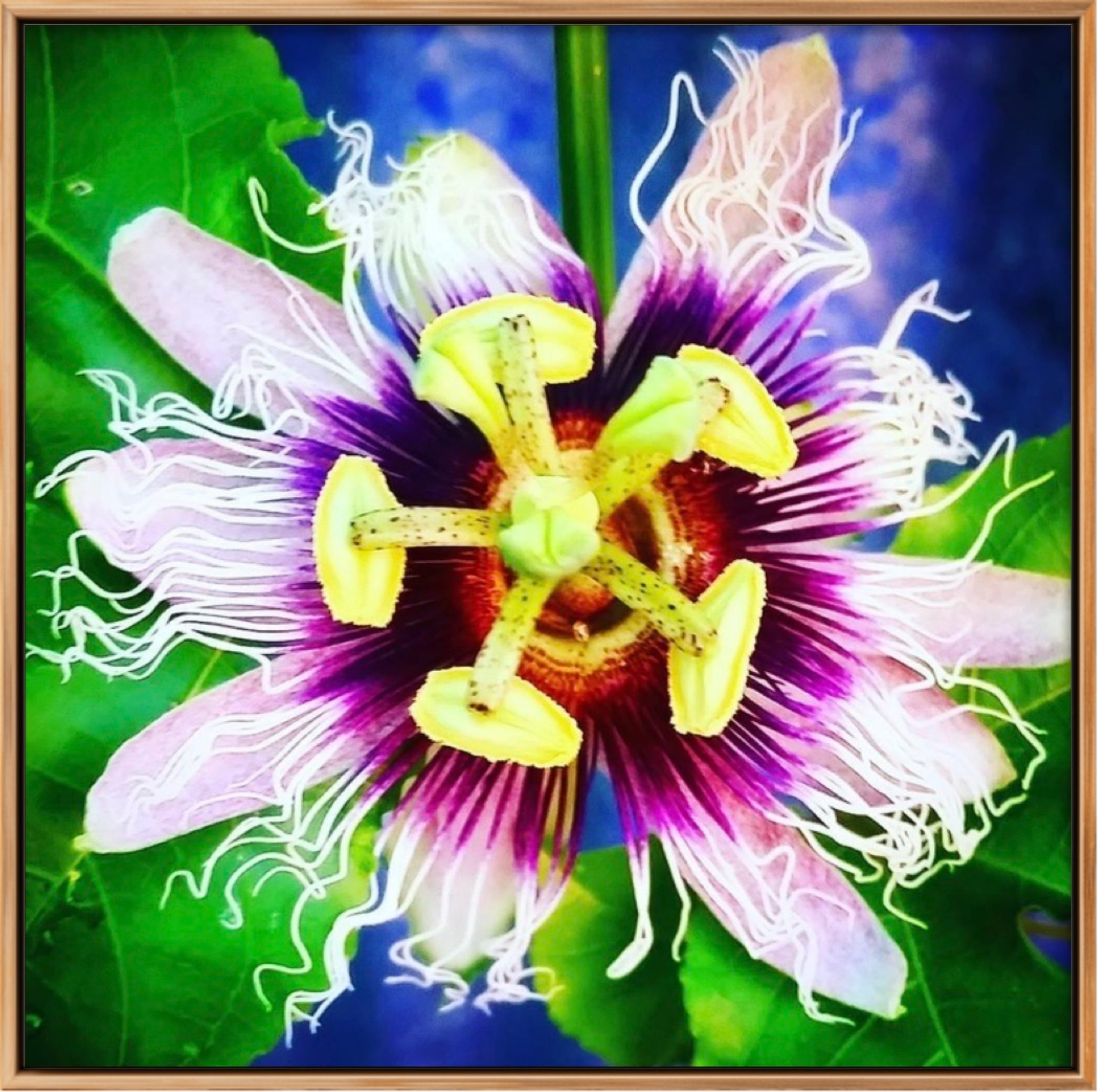 PASSION FLOWER LIMITED EDITION SIGNED PHOTOGRAPHIC PRINT