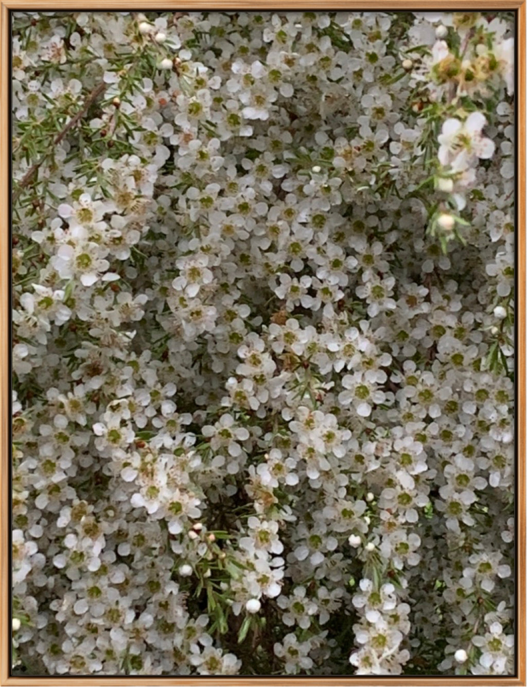 BUZZING LIMITED EDITION SIGNED PHOTOGRAPHIC PRINT
