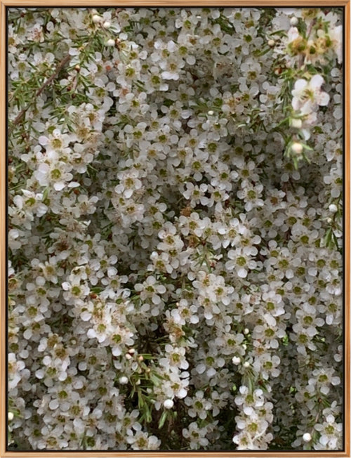 'BUZZED' MELANI DU JARDIN LIMITED EDITION SIGNED FRAMED CANVAS PHOTOGRAPHIC PRINT 106 X 157 CM