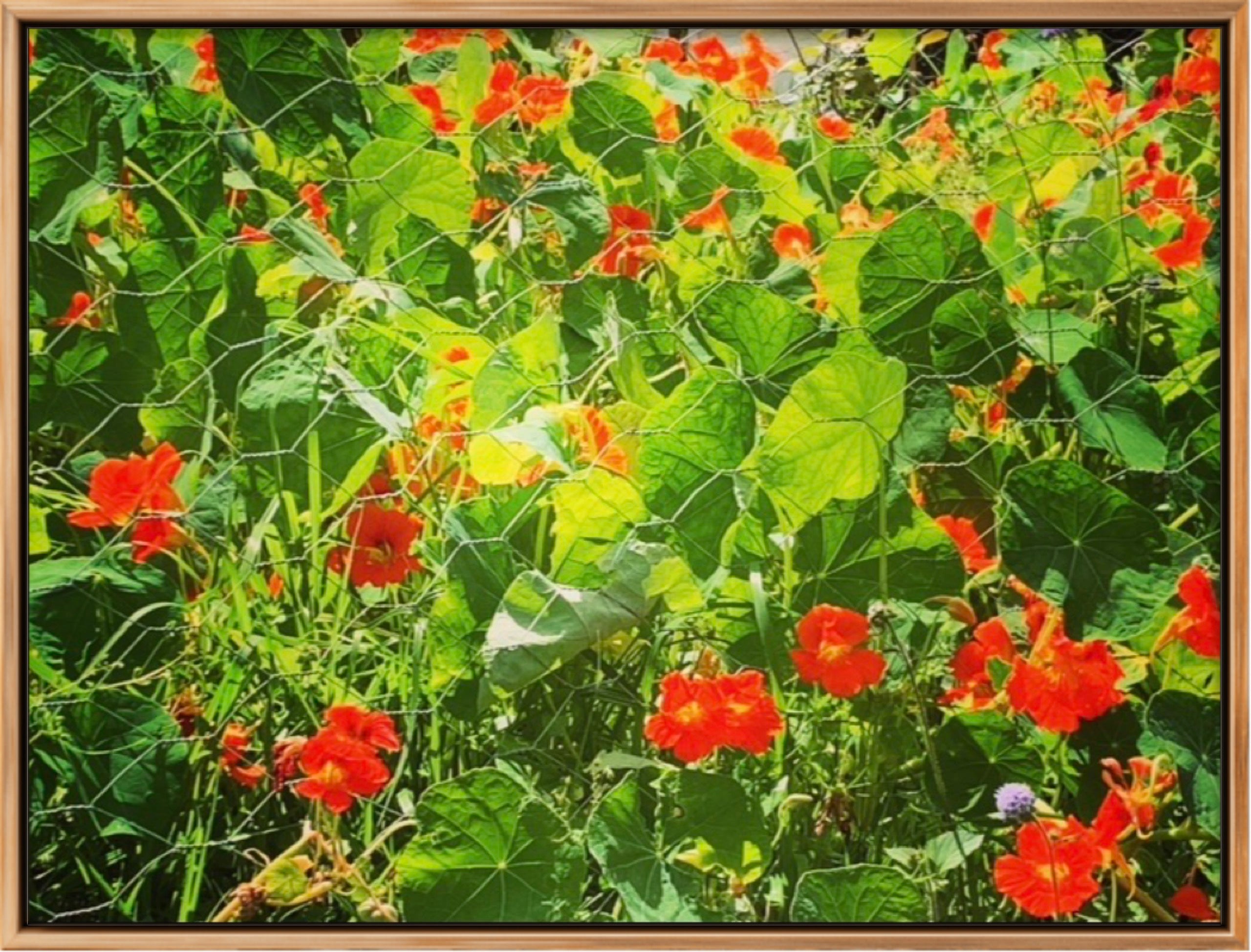 THE NASTURTIUMS OF SHIRLEY MILLER LIMITED EDITION SIGNED PHOTOGRAPHIC PRINT