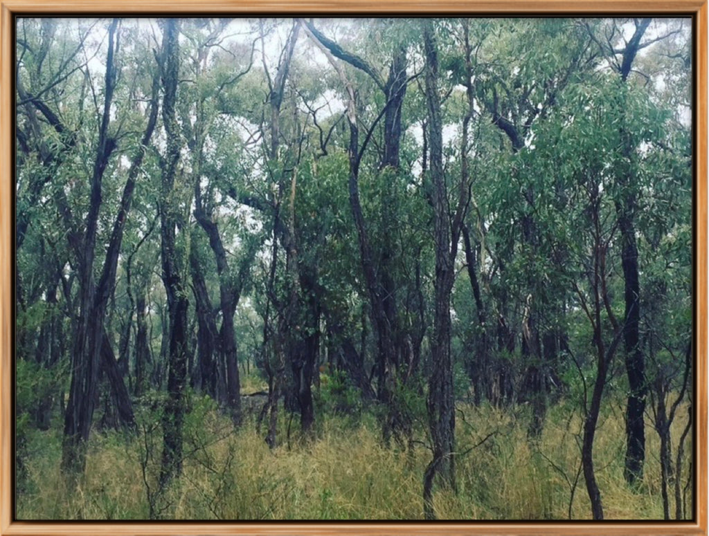 KINGS PLAINS FOREST LIMITED EDITION SIGNED & FRAMED PHOTOGRAPHIC PRINT