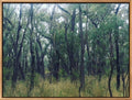 KINGS PLAINS FOREST LIMITED EDITION SIGNED & FRAMED PHOTOGRAPHIC PRINT