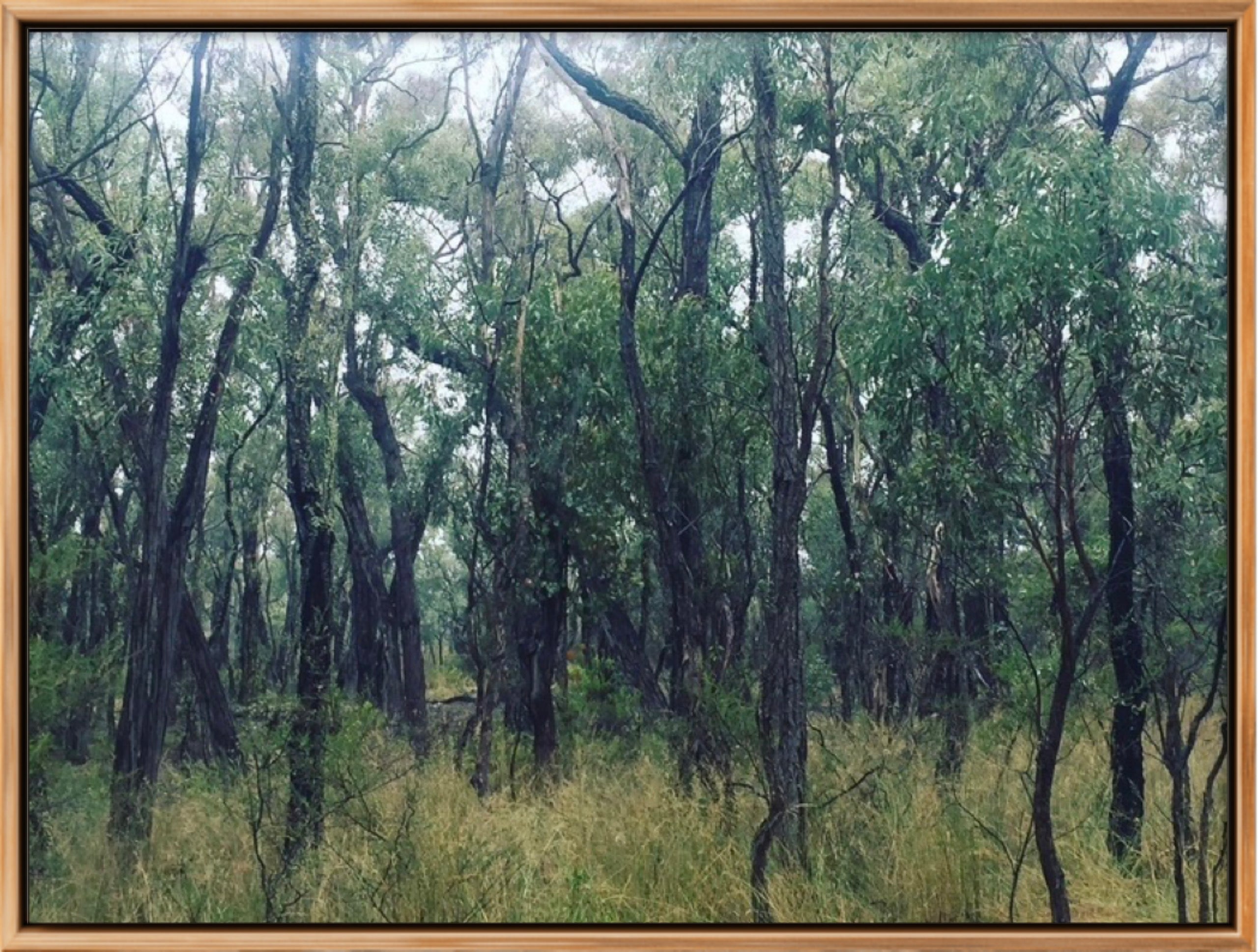 KINGS PLAINS FOREST LIMITED EDITION SIGNED & FRAMED PHOTOGRAPHIC PRINT